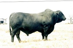 Phenom, a genetic benchmark of OCF red brangus bulls