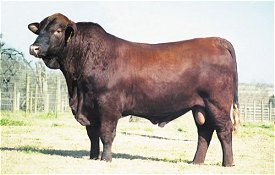 Target 8N2, OCF red brangus bull
