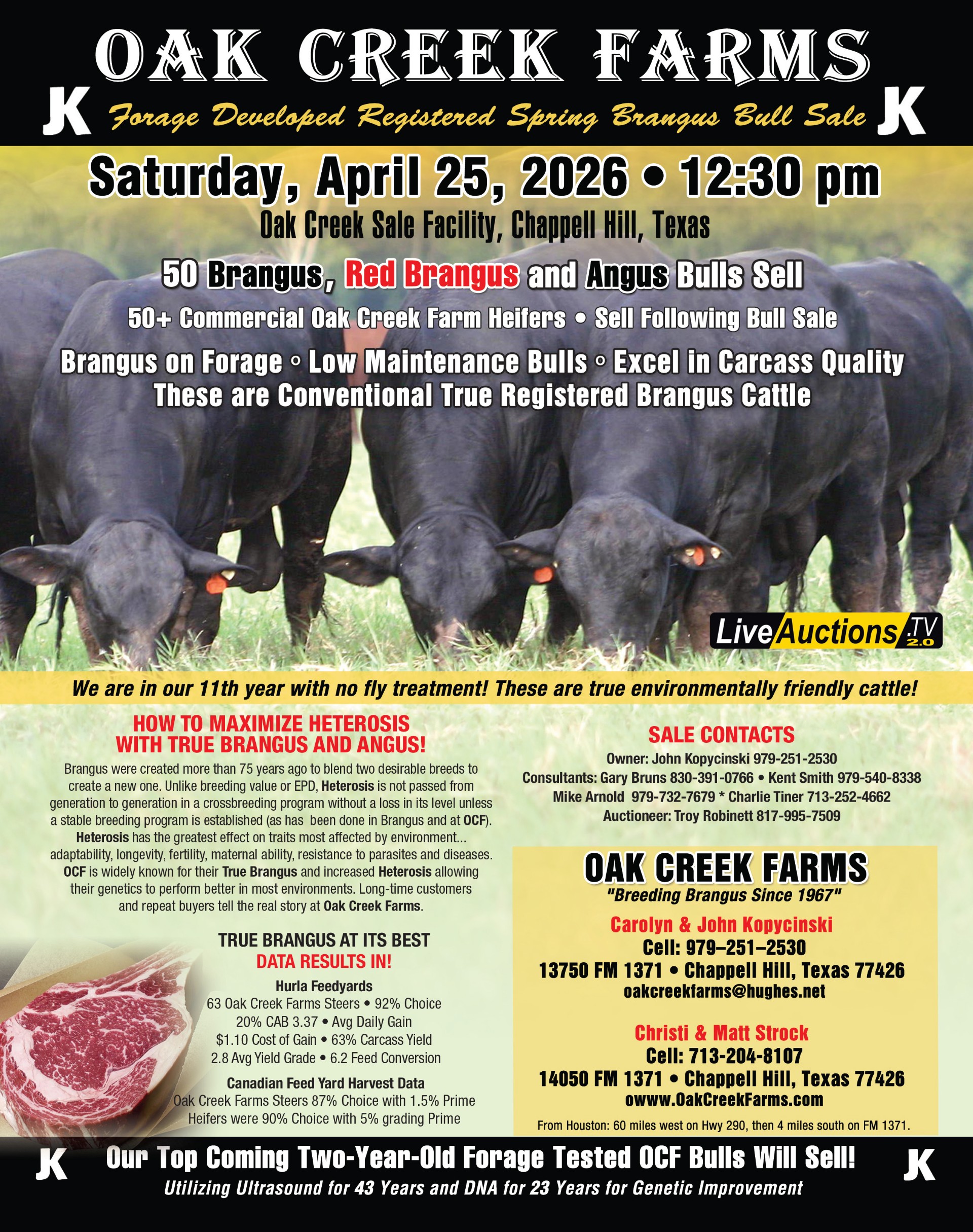 OCF Forage Developed Registered Bull Sale - Red Brangus Bulls, Brangus Bulls, Red Angus Bulls, Angus Bulls